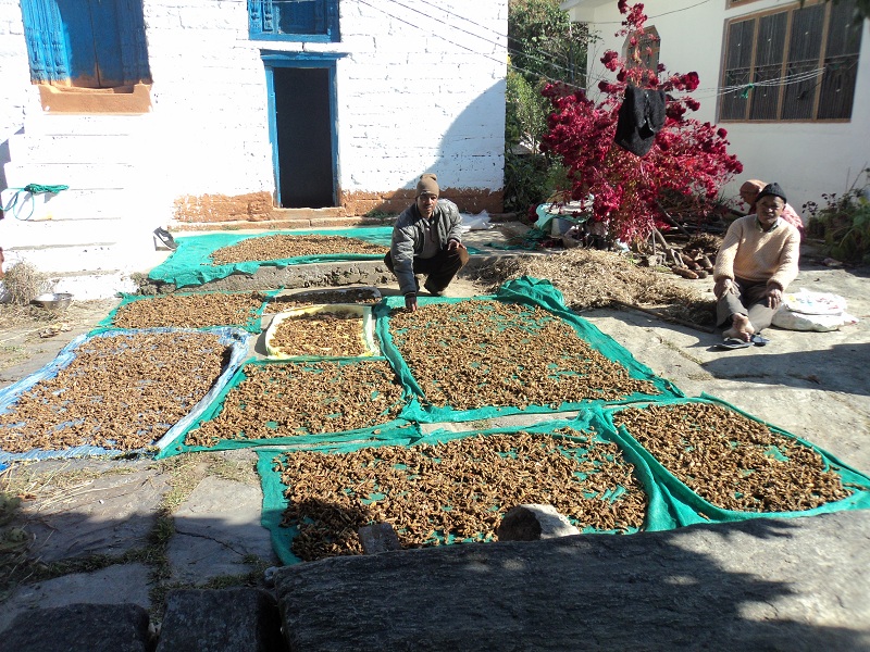 Livelihood activities